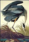 Great Blue Heron by John James Audubon